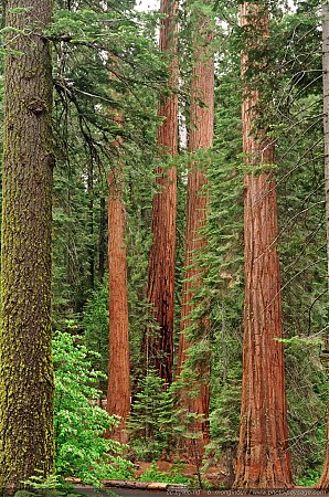 La-foret-de-sequoias-geants-de-Mariposa-Grove.jpg