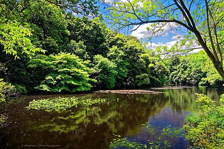 Lac-jardin_imperial_Yoyogi_Gyoen-Tokyo.jpg