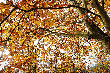 Le-feuillage-dore-d_un-platane-en-automne.jpg
