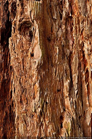 Le-tronc-d_un-sequoia.jpg