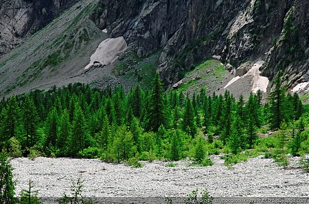 Une forÃªt au fond de la vallÃ©e dans le prÃ© de Mme Carle - 05
PrÃ© de Mme Carle / RÃ©serve naturelle de la Haute VallÃ©e de St Pierre
(Parc Naturel des Ecrins)