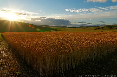 Les-rayons-du-soleil-couchant-au-dessus-d-un-champs-de-ble-dans-les-Cevennes.jpg