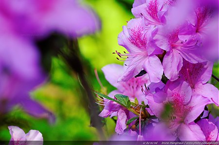Les_couleurs_vives_des_fleurs_de_rhododendrons.jpg