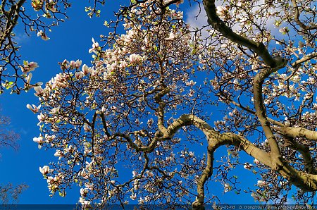 Magnolia-dans-le-parc-Monceau---2.jpg
