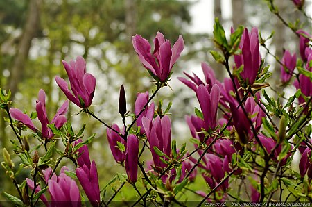 Magnolia_Stellata_Susan_-_05.jpg