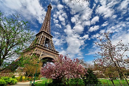 Magnolias-en-fleurs-au-pied-de-la-Tour-Eiffel---5.jpg