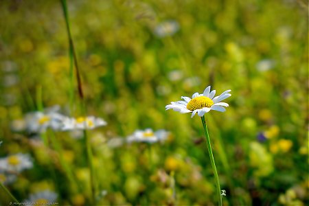 Marguerite_dans_les_Alpes.jpg