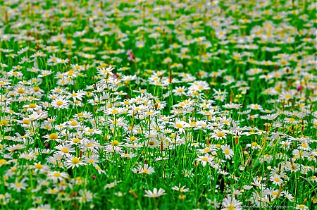 Marguerites-a-St-Jame-s-Park---Londres.jpg