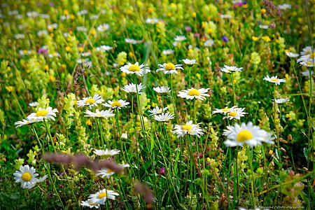 Marguerites_dans_une_prairie_alpine.jpg