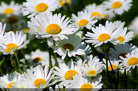 Marguerites_printanieres.jpg