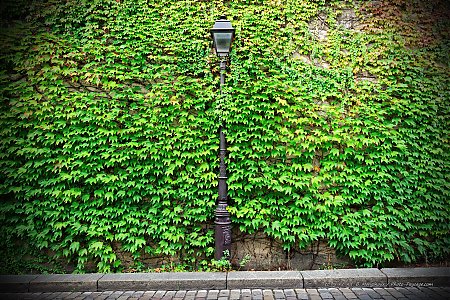Montmartre---lampadaire-contre-un-mur-recouvert-de-Lierre.jpg
