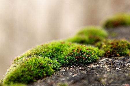 Mousse-sur-un-parapet-_-1.jpg