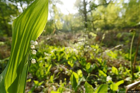 Muguet_de_mai_-04.JPG