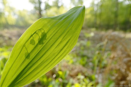 Muguet_sauvage_en_sous_bois_-_05.JPG