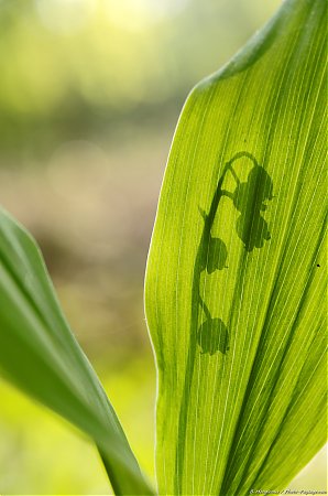 Muguet_sauvage_en_sous_bois_-_06.JPG