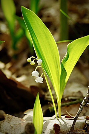 Muguet_sauvage_en_sous_bois_-_09.JPG