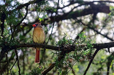 Oiseau-dans-Central-Park.jpg