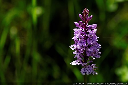 Orchis_tachete.jpg