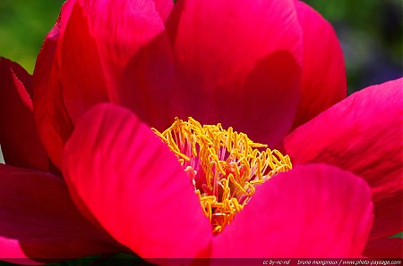 Paeonia_rouge.jpg