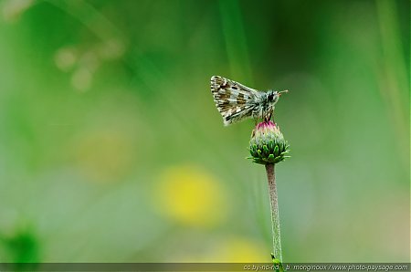 Papillons_-_Pre_de_Mme_Carle_-_02.jpg