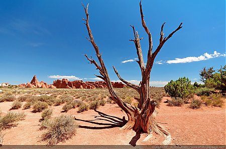 Paysage-de-desolation---Un-arbre-mort-dans-le-desert.jpg
