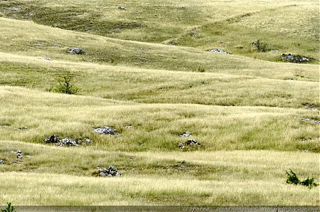 Paysage_de_steppes_sur_le_Causse_Mejean_-03.JPG