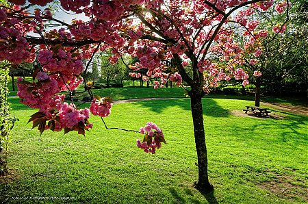 Pique-nique-sous-les-cerisiers-en-fleurs.jpg