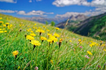 Prairies-fleuries-dans-le-parc-national-du-Mercantour---3.jpg