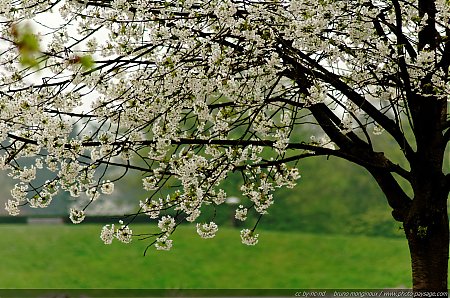 Premiers_arbres_en_fleurs_au_printemps_-01.jpg