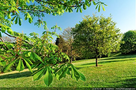 Premiers_feuillages_du_printemps.jpg