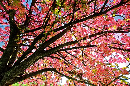 Printemps---sous-le-cerisier-en-fleurs.jpg