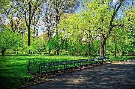 Promenade-dans-les-allees-de-Central-Park---2.jpg