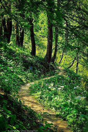 Rando-sentier-foret-montagne-savoie.jpeg