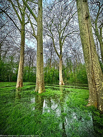 Reflets-platanes-pieds_dans_l-eau-IMG_9731.jpeg