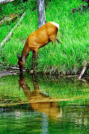 Reflets_d_un_elk_dans_la_riviere_Gibbon.jpg