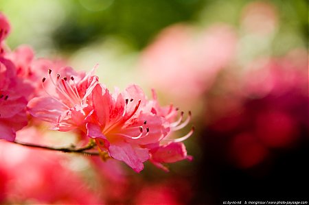 Rhododendron-04.jpg