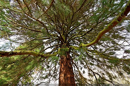 Sous-les-branches-des-sequoias.jpg