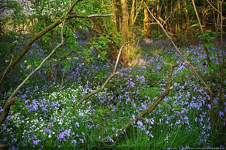 Tapis_de_fleurs_en_sous-bois.jpg