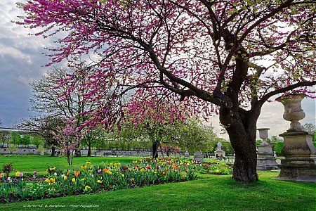 Tulipes-et-arbre-de-Judee-en-fleurs-dans-le-jardin-des-Tuileries.jpg
