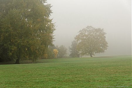 Un-arbre-dans-la-brume.jpg