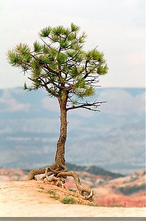 Un-arbre-en-bord-de-falaise-a-Bryce-Canyon.jpg