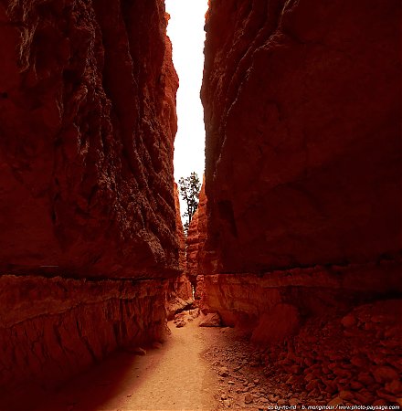 Un-arbre-entre-les-deux-parois-du-canyon.jpg