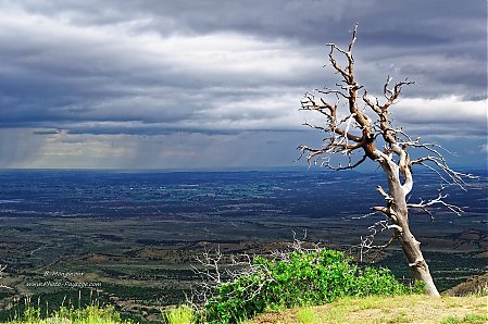 Un-arbre-mort-au-bord-de-la-falaise---Montezuma-Overlook---Mesa-Verde.jpg