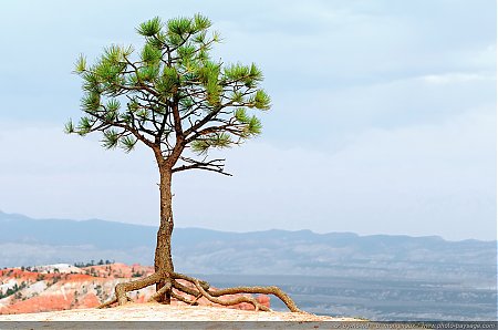 Un-arbuste-debout-sur-ses-racines-a-Bryce-Canyon.jpg