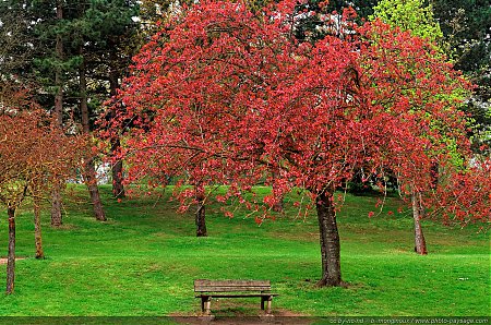 Un-banc-au-pied-d_un-cerisier-en-train-de-fleurir.jpg