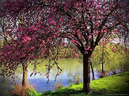 Un-bel-arbre-en-fleurs-sur-les-bords-de-la-Marne---2.jpg