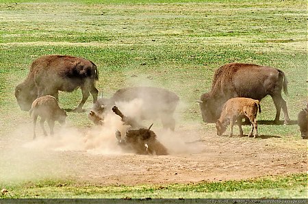 Un-bison-se-roulant-dans-la-poussiere.jpg