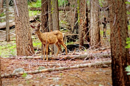 Un-cerf-dans-la-foret-de-Mariposa-Grove---Yosemite-National-Park.jpg