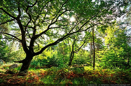 Un-chene-majestueux-dans-la-foret-de-Fontainebleau-a-Barbizon.jpg