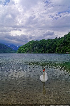 Un-cygne-sur-le-lac-Alpsee.jpg